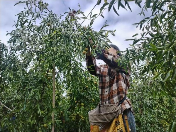 稳拿证券 国庆观察丨400元一天的沾化冬枣采摘工
